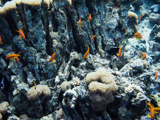 Colorful under water life in Red Sea, Aqaba, Jordan