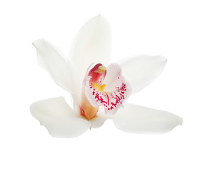 Beautiful tropical orchid flower on white background