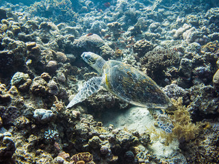 Turtle in Red Sea, Aqaba, Jordan