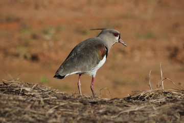 southern lapwing bird