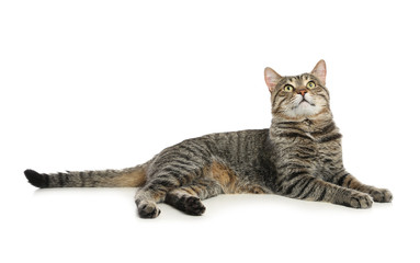Cute tabby cat isolated on white. Friendly pet
