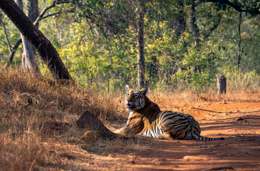 Obraz na płótnie Canvas Wild Bengal Tiger Hunting Stalking in Jungle Preserve Safari
