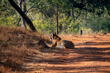 Obraz na płótnie Canvas Wild Bengal Tiger Hunting Stalking in Jungle Preserve Safari