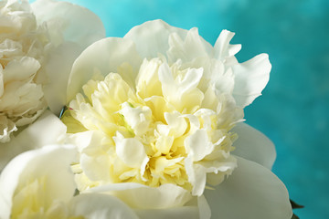 Obraz na płótnie Canvas Fragrant peonies on color background, closeup. Beautiful spring flowers