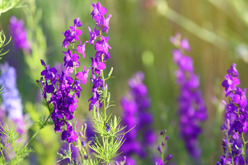 Beautiful wild flowers outdoors on sunny day, closeup with space for text. Amazing nature in summer