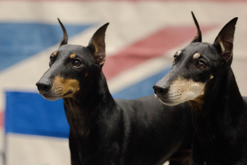 Two Doberman Pinscher Dogs
