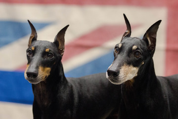 Two Doberman Pinscher Dogs