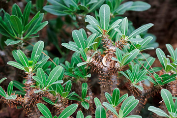 African tyrannoshi tree