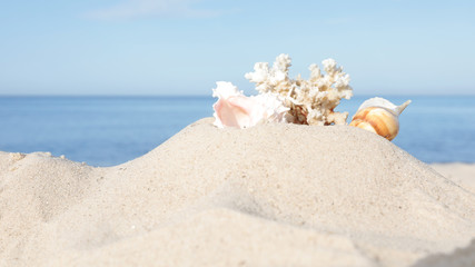 Fototapeta na wymiar Sandy beach with beautiful coral and shells near sea. Space for text