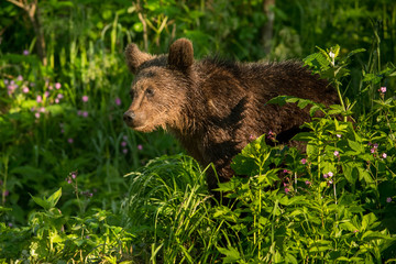 Brown bear (Ursus arctos) feedeing on a forest meadow. Bieszczady Mountains. Poland