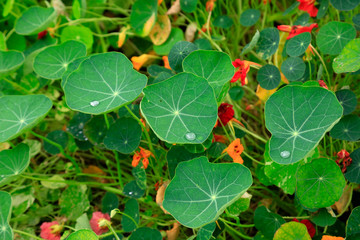 Dry lotus in the botanical garden