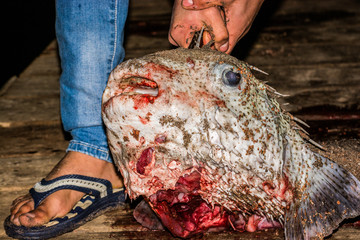 Puffer fish killed for fun by teenagers in Red Sea, Aqaba, Jordan.