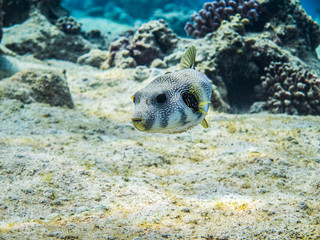 Puffer fish in Red Sea, Aqaba, Jordan.