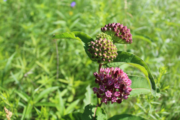 Prairie milkweed at Miami Woods in Morton Grove, Illinois