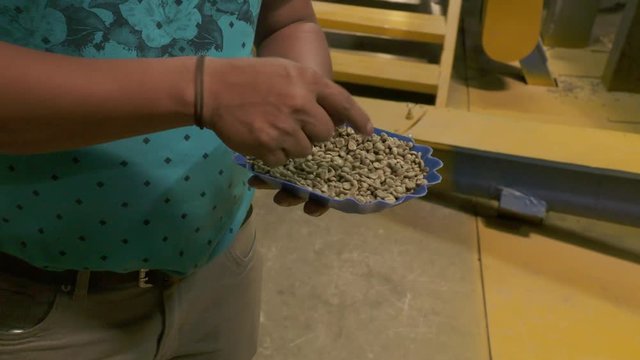 coffee bean sample from sizing machine