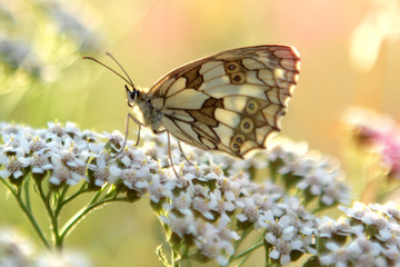 Fototapeta na wymiar beautiful butterfly white cabbage on a white flower collects nectar in the sunset light, close-up