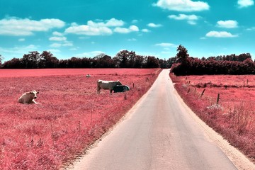 Stunning infrared view on purple fantasy landscapes with some ashpalt roads