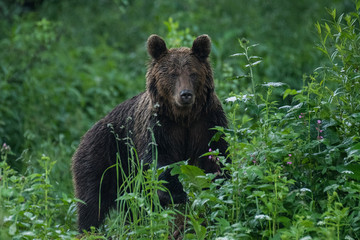 Obraz na płótnie Canvas Brown bear (Ursus arctos) feedeing on a forest meadow. Bieszczady Mountains. Poland