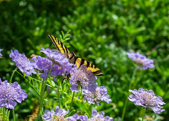 Butterfly, Western Tiger Swallowtail (Papilio rutulus), nectaring on purple Pincushion flowers (Scabiosa)