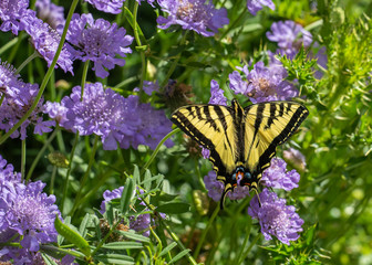 Butterfly, Western Tiger Swallowtail (Papilio rutulus), on purple Pincushion flowers (Scabiosa)