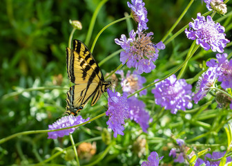 Butterfly, Western Tiger Swallowtail (Papilio rutulus), on purple Pincushion flowers (Scabiosa)