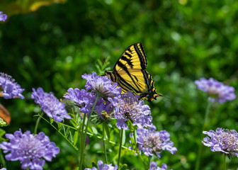 Fototapeta na wymiar Butterfly, Western Tiger Swallowtail (Papilio rutulus), on purple Pincushion flowers (Scabiosa)