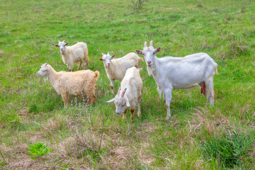 Fototapeta premium goats family standing together on the meadow