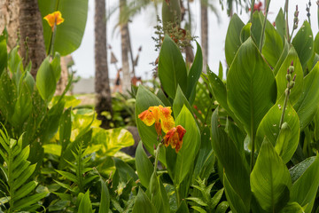 Beautiful bright orange canna flowers wet from the pouring rain on Oahu, Hawaii
