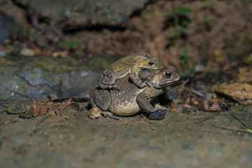 Toads are paired together for breeding.