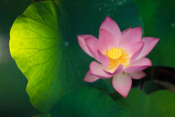 A beautiful pink lotus is blooming beautifully in pond