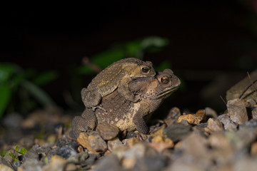 Toads are paired together for breeding.