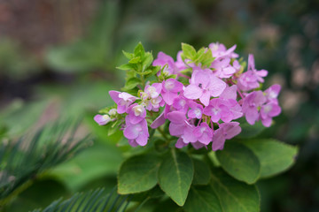 A beautiful hydrangeas in the park
