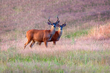 Two Bucks in a Field of Wildflowers. Male deer with antlers photographed in a meadow with colorful wildflowers carpeting the field.