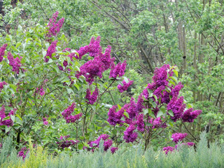 Obraz premium Flowering lilac bush in the garden. Spring