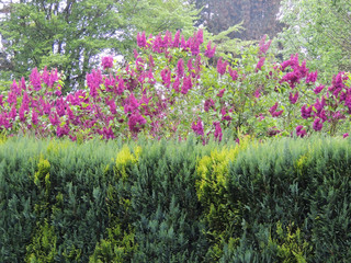 Obraz premium Flowering lilac bush in the garden. Spring