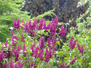 Obraz premium Flowering lilac bush in the garden. Spring