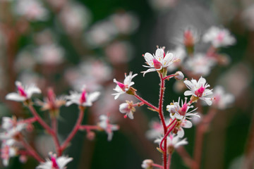 Blooming flowers of saxifrage umbrosa in the summer garden close-up