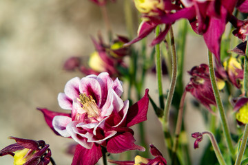 Burgundy flowers terry aquilegia Winky on a bed in the summer garden close-up