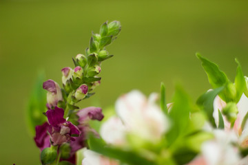 Fototapeta premium Flowers on green background with copy space
