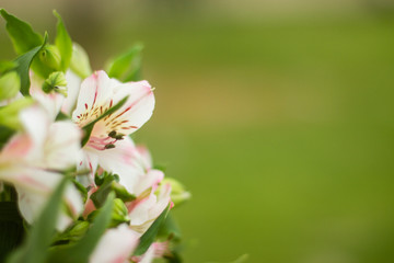 Flowers on green background with copy space
