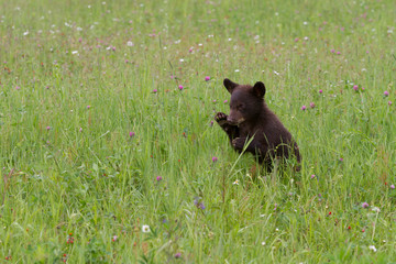 Baby Black Bear in Wildflower Meadow