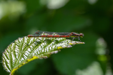 Large red damselfly (Pyrrhosoma nymphula)