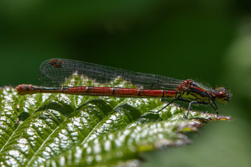 Large red damselfly (Pyrrhosoma nymphula)