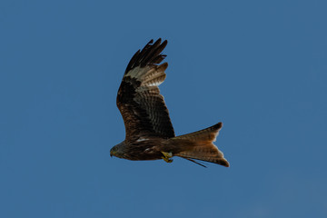 Red kite (Milvus milvus) bird of prey