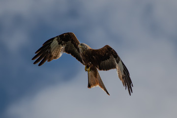 Red kite (Milvus milvus) bird of prey