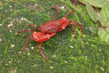 Red land crab (Phricotelphusa limula)(Male) or waterfalls crab. One of world most beautiful fresh water crabs, It’s only native in Phuket island, Thailand. Very rare