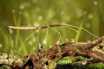 Stick insect or Phasmids (Phasmatodea or Phasmatoptera) also known as walking stick insects, stick-bugs, bug sticks or ghost insect. Stick insect camouflaged on tree. Selective focus, copy space