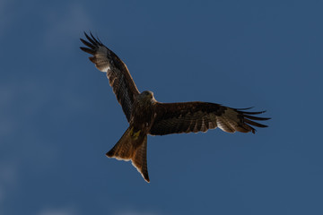 Red kite (Milvus milvus) bird of prey