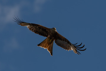 Red kite (Milvus milvus) bird of prey