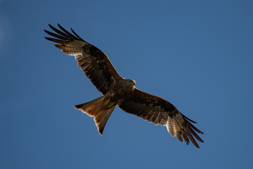 Red kite (Milvus milvus) bird of prey